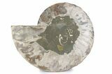Cut & Polished Ammonite Fossil (Half) - Madagascar #362369-1